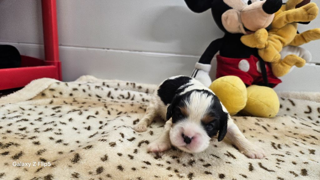 du bois de Mirapied - Chiots disponibles - Cavalier King Charles Spaniel