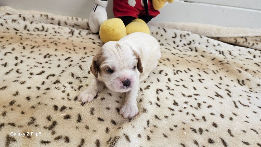 du bois de Mirapied - Chiots disponibles - Cavalier King Charles Spaniel