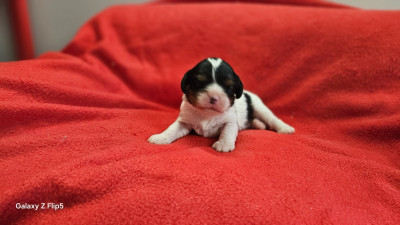 Chiot N°5