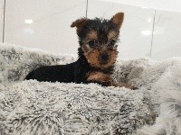 CHIOT