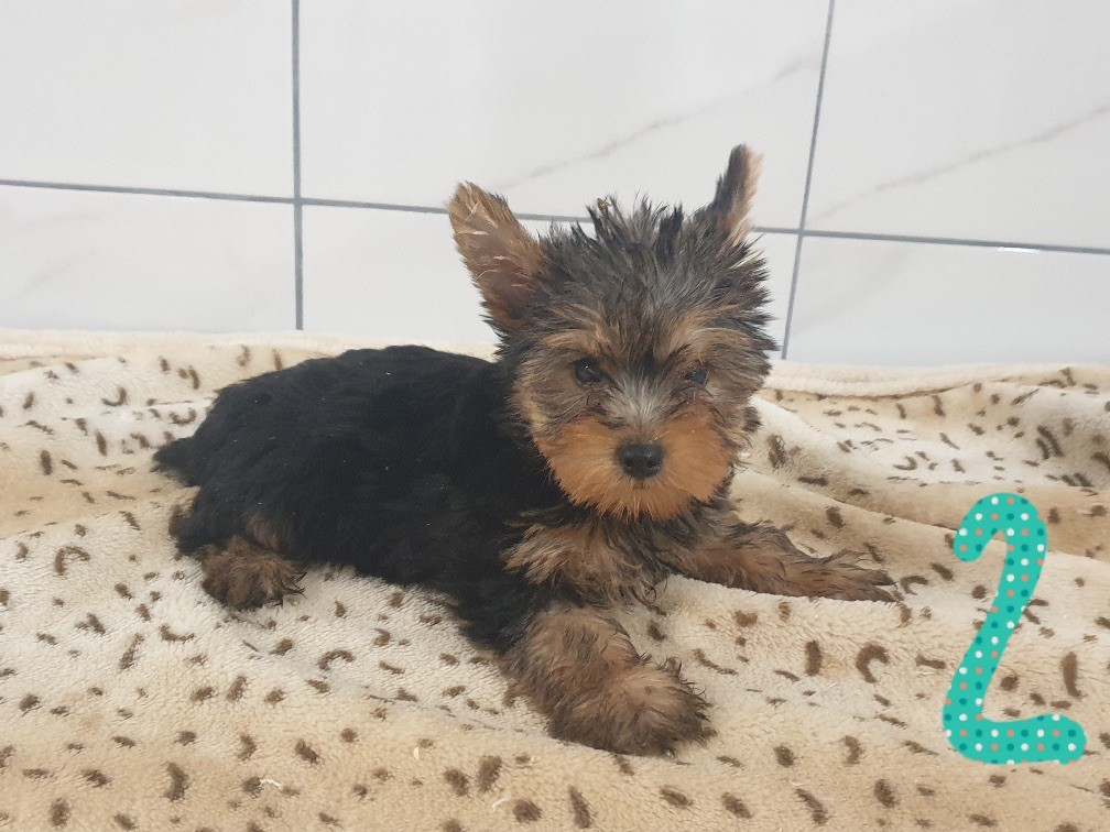 CHIOT
