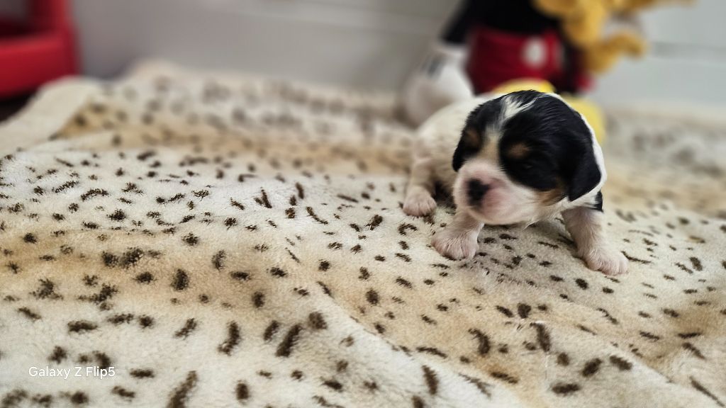 du bois de Mirapied - Chiots disponibles - Cavalier King Charles Spaniel