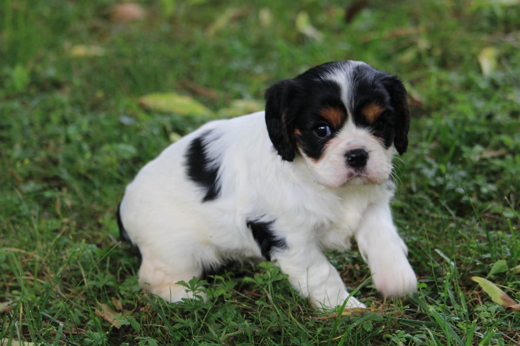 du bois de Mirapied - Cavalier King Charles Spaniel - Portée née le 03/05/2025