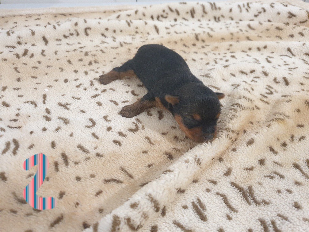 CHIOT