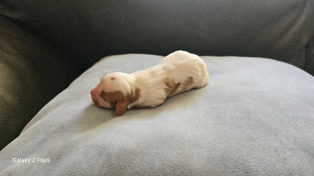 du bois de Mirapied - Chiots disponibles - Cavalier King Charles Spaniel