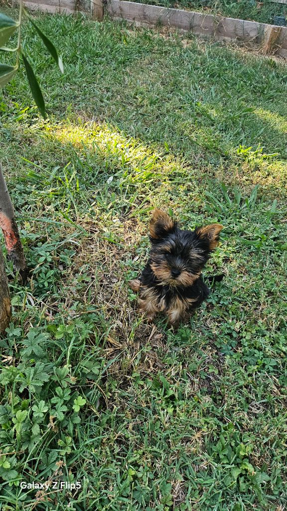du bois de Mirapied - Chiots disponibles - Yorkshire Terrier