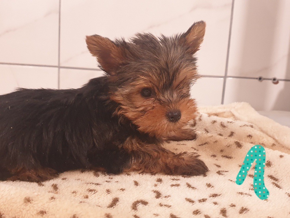 CHIOT