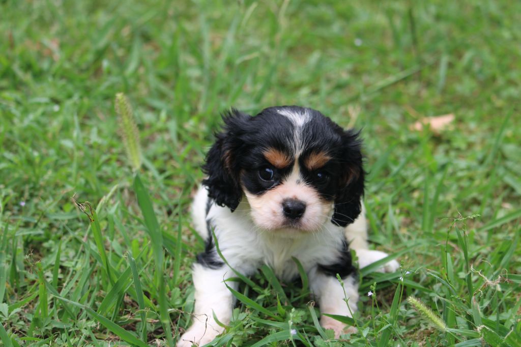 du bois de Mirapied - Chiots disponibles - Cavalier King Charles Spaniel