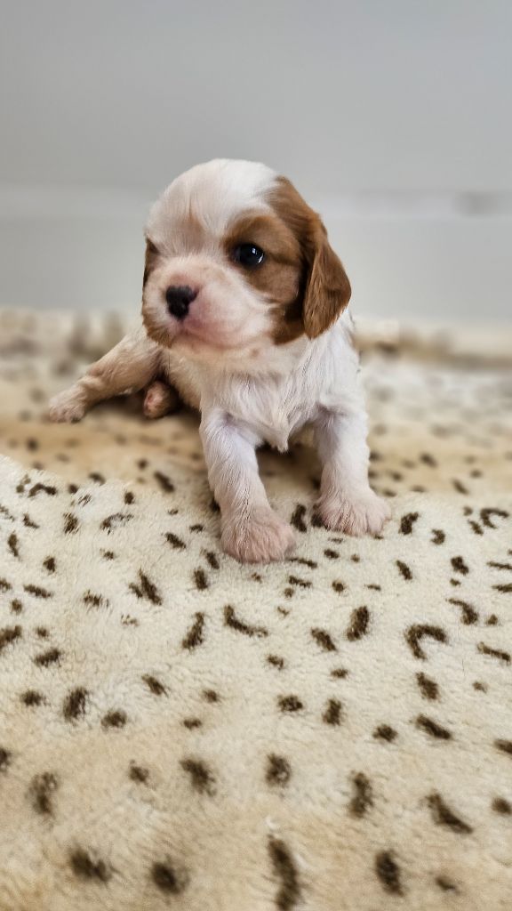 du bois de Mirapied - Chiots disponibles - Cavalier King Charles Spaniel