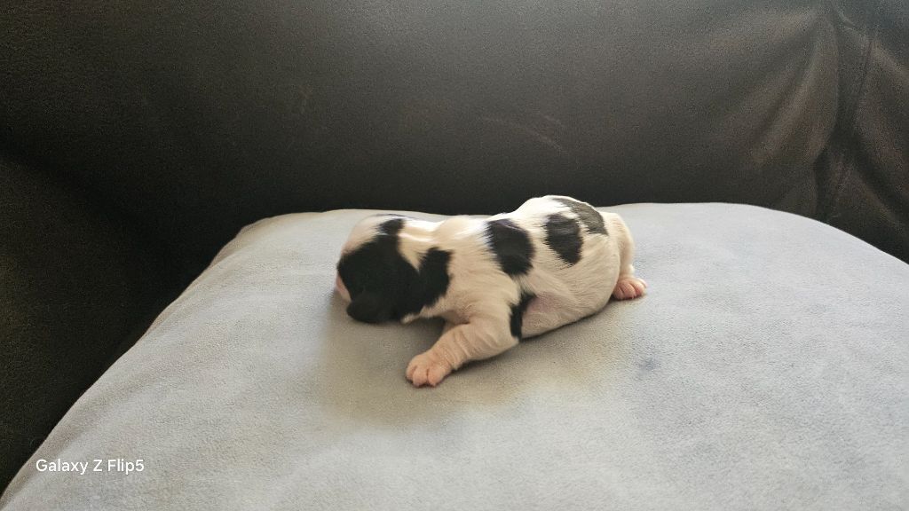 du bois de Mirapied - Chiots disponibles - Cavalier King Charles Spaniel