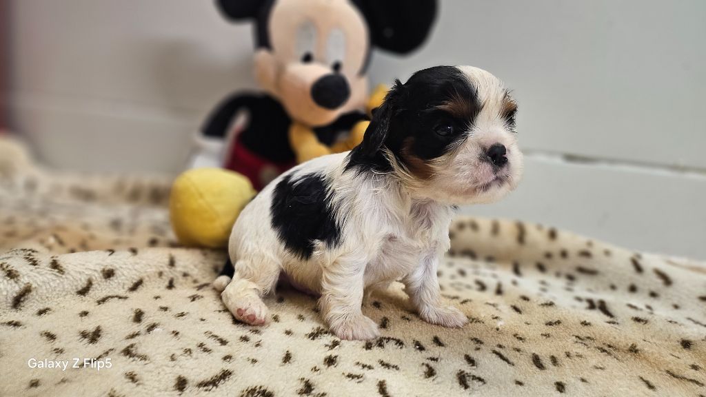 du bois de Mirapied - Chiots disponibles - Cavalier King Charles Spaniel
